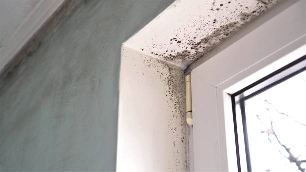Best Black Mold Removal  in Leon Valley, TX