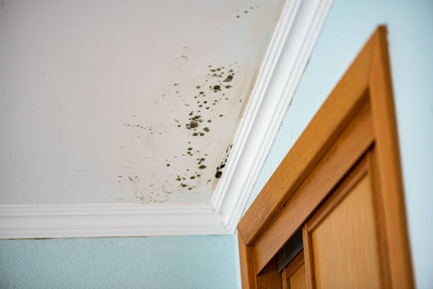 Best Professional Mold Removal  in Leon Valley, TX