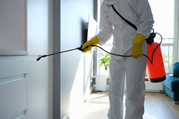 Attic Mold Removal in Leon Valley, TX