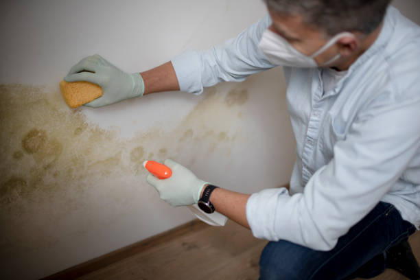 Best Home Mold Removal  in Leon Valley, TX