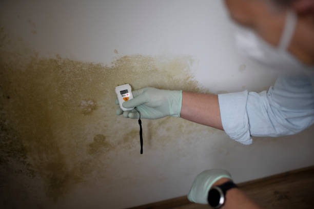 Mold Removal Process in Leon Valley, TX