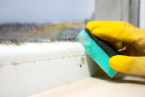 Best Same-Day Mold Removal  in Leon Valley, TX