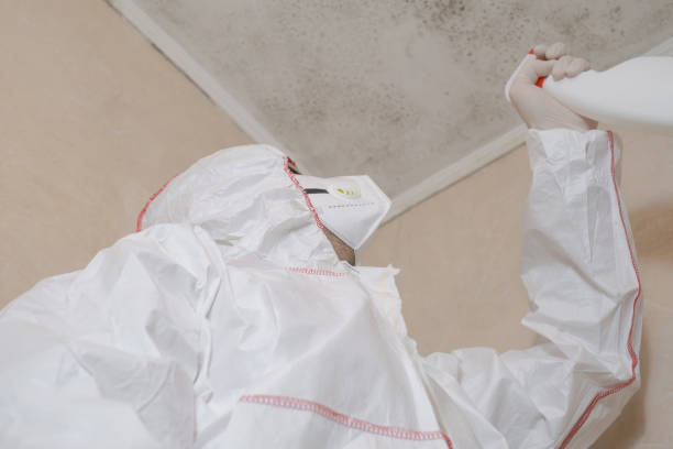 Best Commercial Mold Removal  in Leon Valley, TX