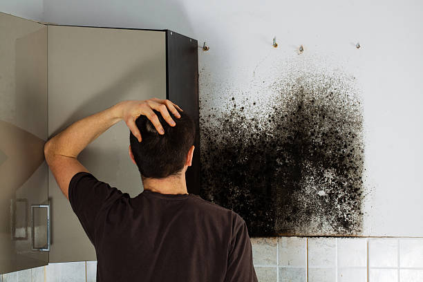 Attic Mold Removal in Leon Valley, TX