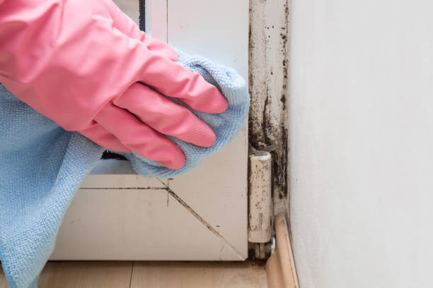 Certified Mold Removal in Leon Valley, TX