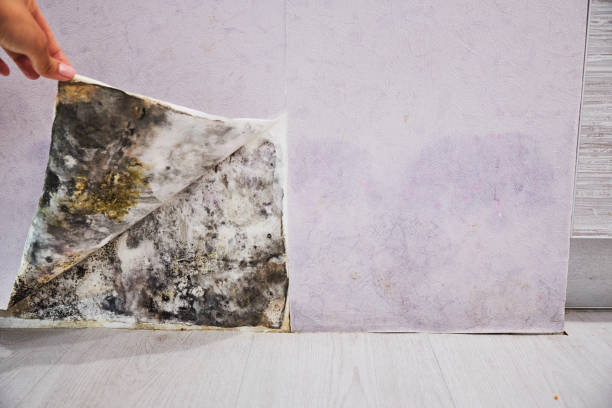 Best Best Mold Removal Companies  in Leon Valley, TX